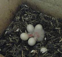 1st Eastern Rosella Chick hatched